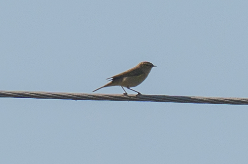 Common Chiffchaff