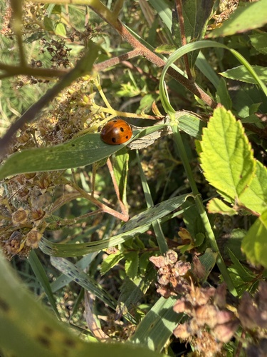 Seven-spotted Lady Beetle