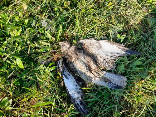 Common Buzzard