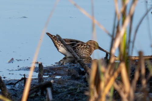 Common Snipe