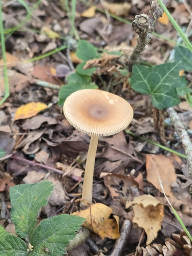 Tawny Grisette