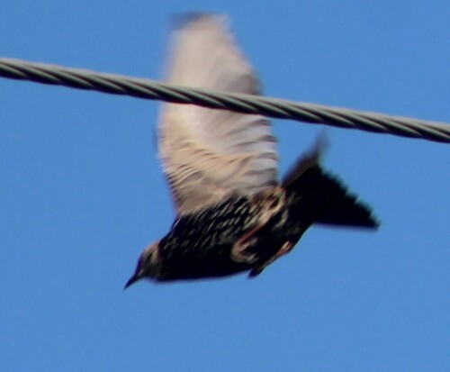 European Starling
