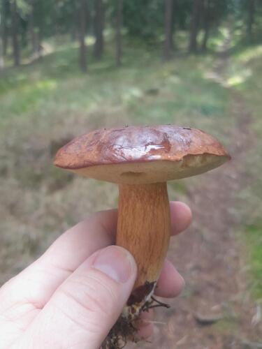 Bay Bolete