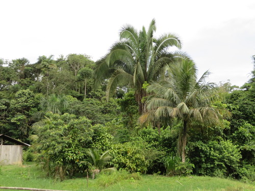 Image of Attalea butyracea by (c) Jens-Christian Svenning, some rights reserved (CC BY)