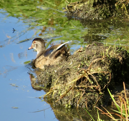 Wood Duck