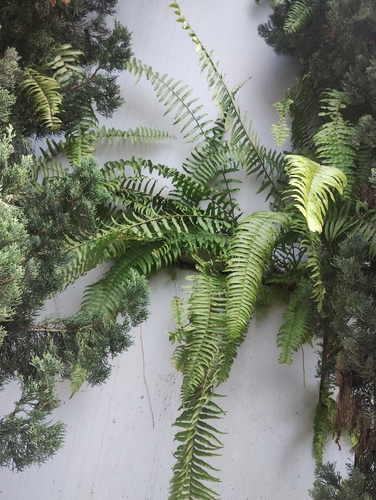 Nephrolepis brownii observed 2026-09-24
