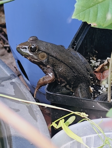 Green Frog