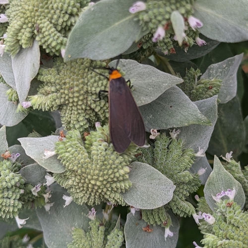 Yellow-collared Scape Moth