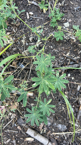 Lupinus perennis, 2026-09-23