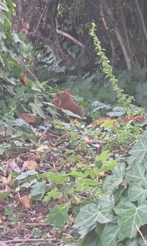 Eurasian Red Squirrel