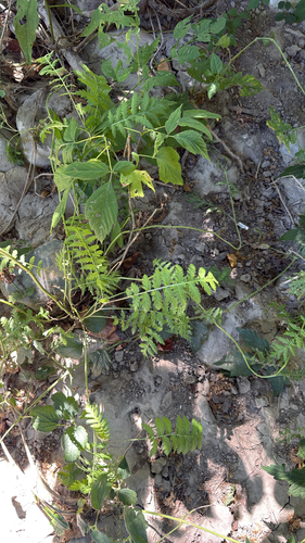 tansy