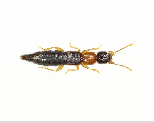 Sunius melanocephalus