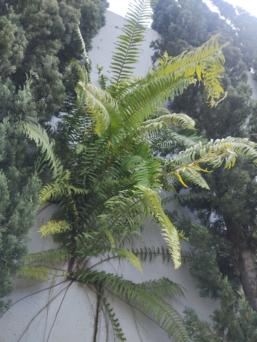 Asian swordfern (Nephrolepis brownii)