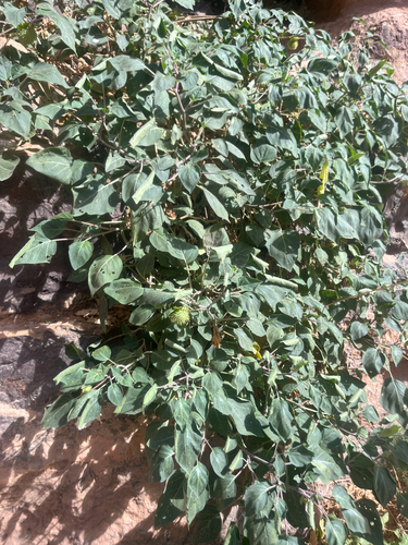 Sacred Datura