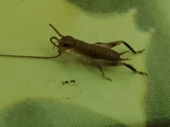 Tafalisca eleuthera