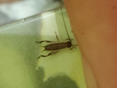 Tafalisca eleuthera