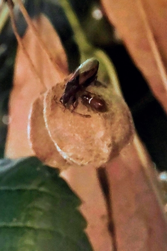 Lime seed bug