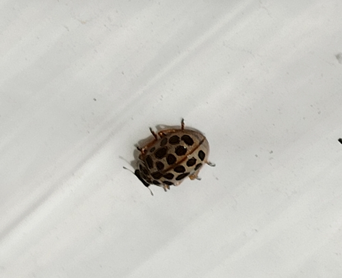 Water Ladybird