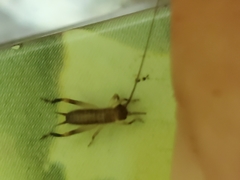 Tafalisca eleuthera