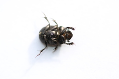 Onthophagus fracticornis