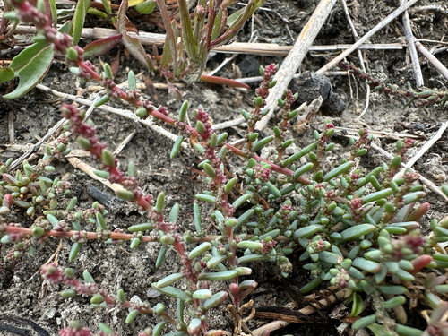 Suaeda prostrata
