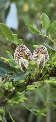 Ormocarpum cochinchinense observed 2026-07-22
