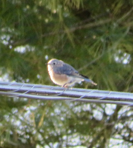 Eastern Bluebird