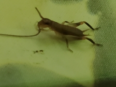 Tafalisca eleuthera