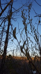 Salix × reichardtii