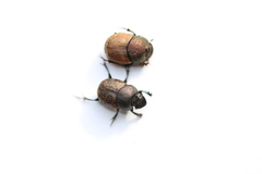 Onthophagus fracticornis