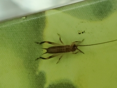 Tafalisca eleuthera