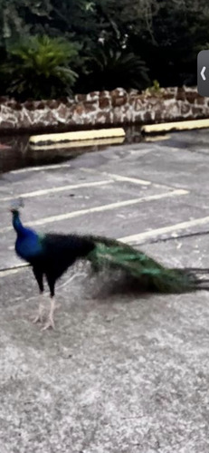 Indian Peafowl