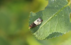 Notocelia cynosbatella