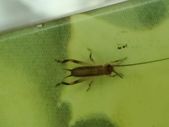 Tafalisca eleuthera
