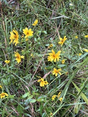 author not stated, no rights reserved Bidens aristosa, photograph author not stated, no rights reserved