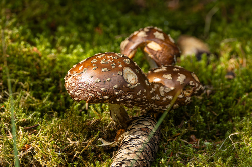 Royal fly agaric