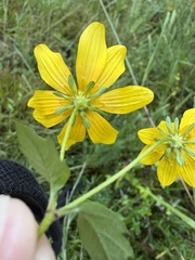 Bidens aristosa
