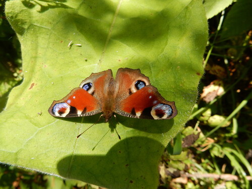 European Peacock Butterfly