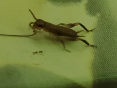Tafalisca eleuthera