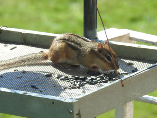 Eastern Chipmunk