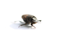 Onthophagus fracticornis