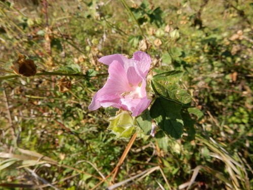 Eastern Tree-mallow