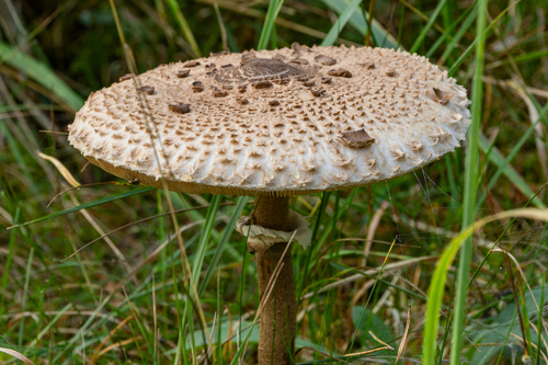 Parasol