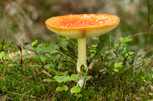 Fly Agaric