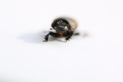 Onthophagus fracticornis
