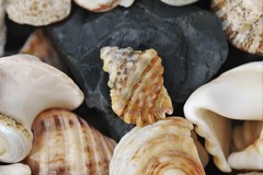 Turritriton labiosus