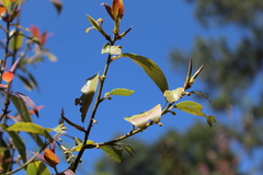Litsea glaucescens