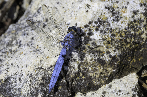 Southern Skimmer