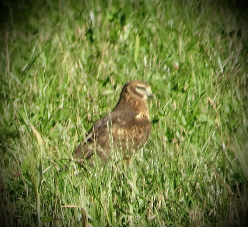 Northern Harrier