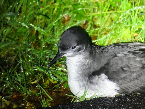 Manx Shearwater